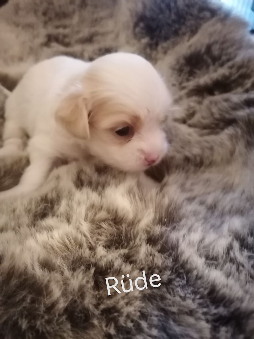 Zuckersüße Havaneser-Malteser Welpen Zuckersüße Havaneser-Malteser Welpen