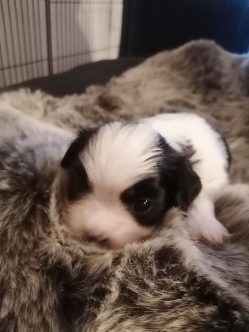 Zuckersüße Havaneser-Malteser Welpen Zuckersüße Havaneser-Malteser Welpen