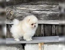 Zwergspitz Pomeranian Welpen mit VDH Papieren