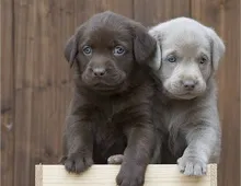 Wunderschöne Labrador Welpen mit Ahnentafel