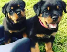 Rottweiler-Welpen aus ADRK/VDH-Leistungszucht