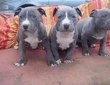 Amstaff  Pitbull Blueline 12 Monate alt