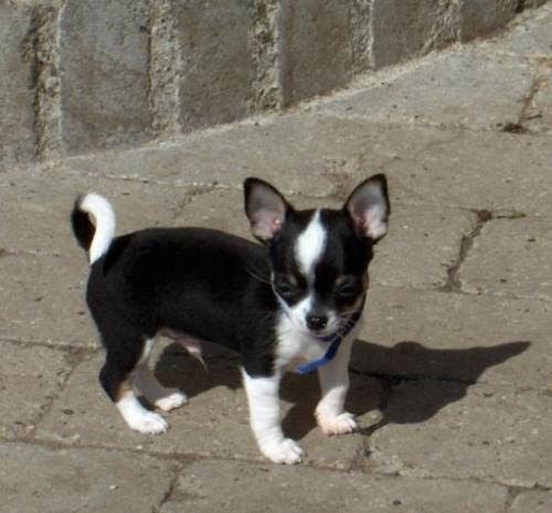 Gesund Mini Chihuahua Welpen Gesund Mini Chihuahua Welpen