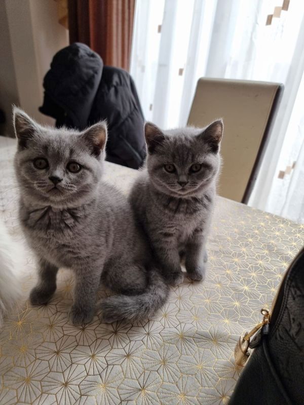 Britisch Kurzhaar Kitten mit Papieren