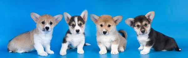 Welsh Corgi (Pembroke) Welpen zu verkaufen Welsh Corgi (Pembroke) Welpen zu verkaufen