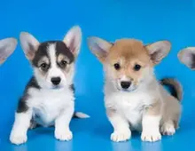 Welsh Corgi (Pembroke) Welpen zu verkaufen