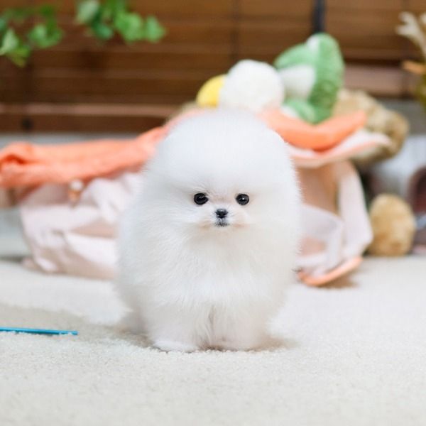 Süsse reinrassige Pomeranian / Zwergspitz Welpen in liebevolle Hände abzugeben