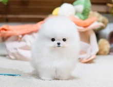 Reinrassige Pomeranian Zwergspitz Welpen