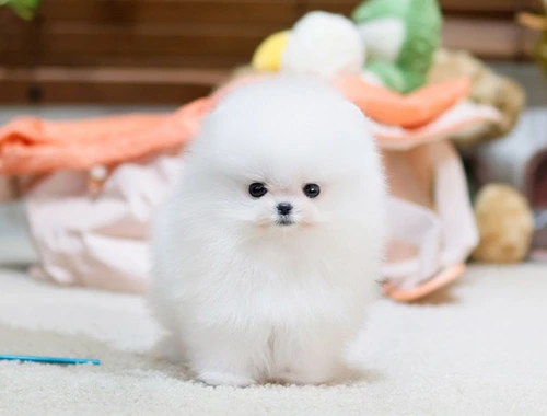 Reinrassige Pomeranian Zwergspitz Welpen