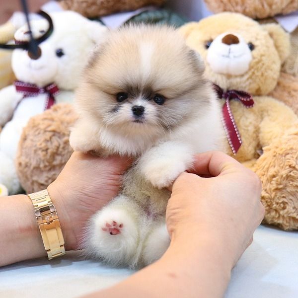 Reinrassige Pomeranian Zwergspitz Welpen Reinrassige Pomeranian Zwergspitz Welpen