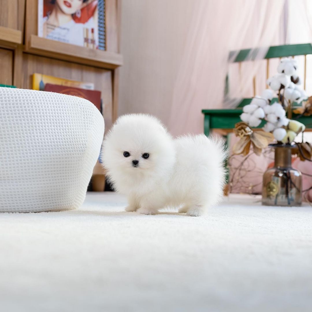 Pomeranian / Zwergspitz Welpen in liebevolle Hände abzugeben