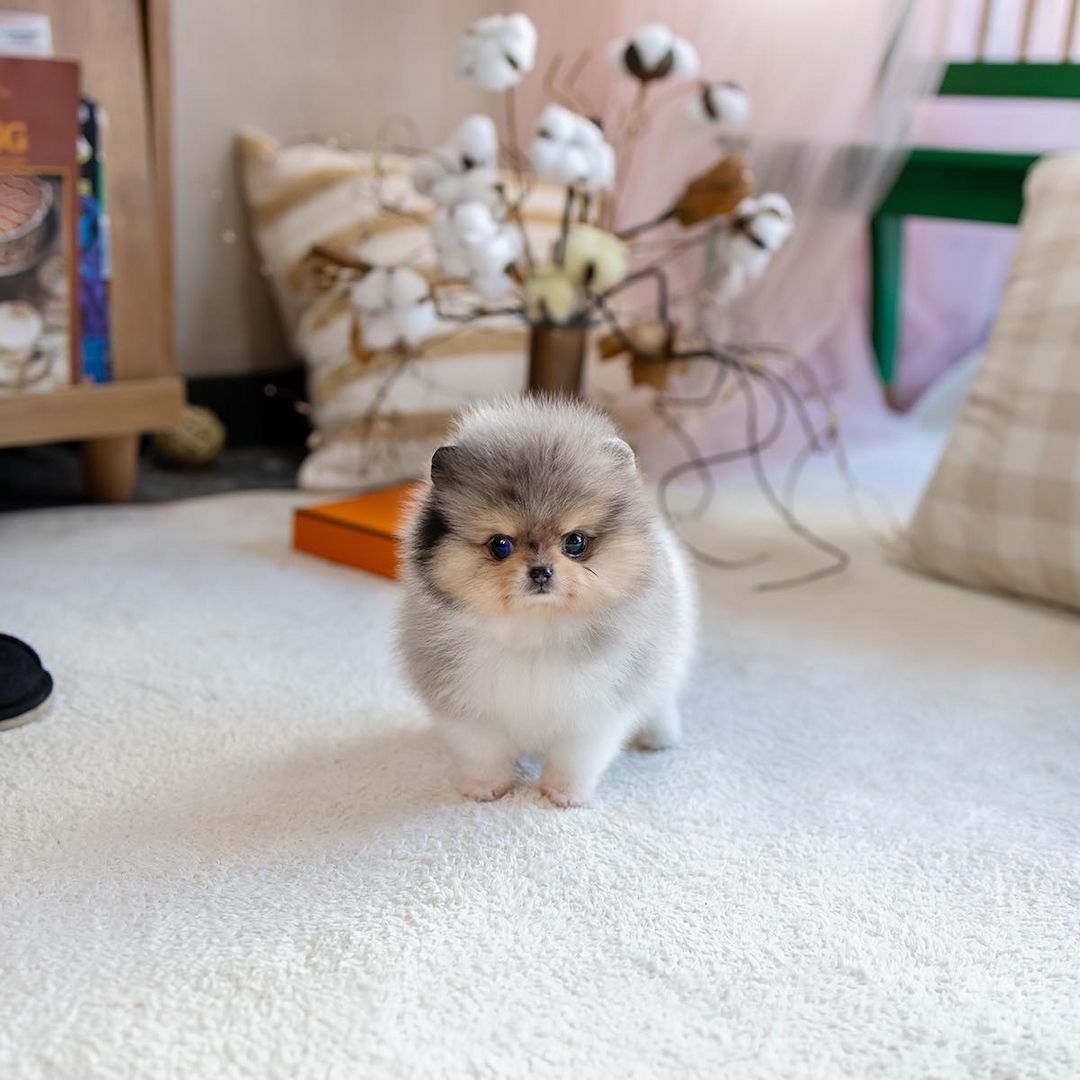 Pomeranian / Zwergspitz Welpen in liebevolle Hände abzugeben