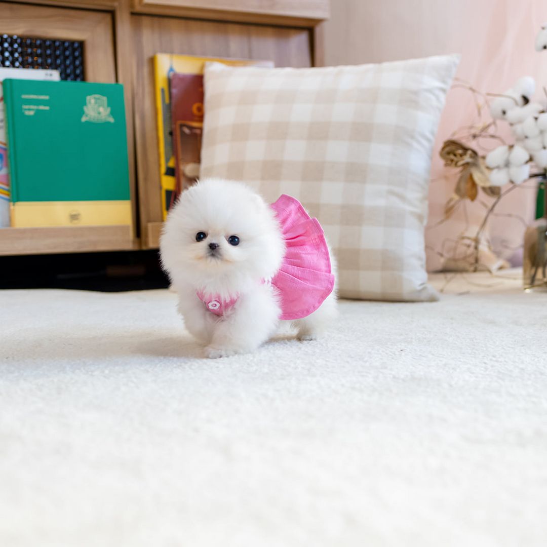 Pomeranian / Zwergspitz Welpen in liebevolle Hände abzugeben