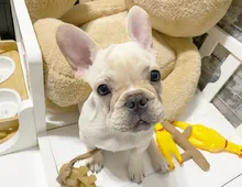 Zwei wunderschöne französische Bulldoggenwelpen