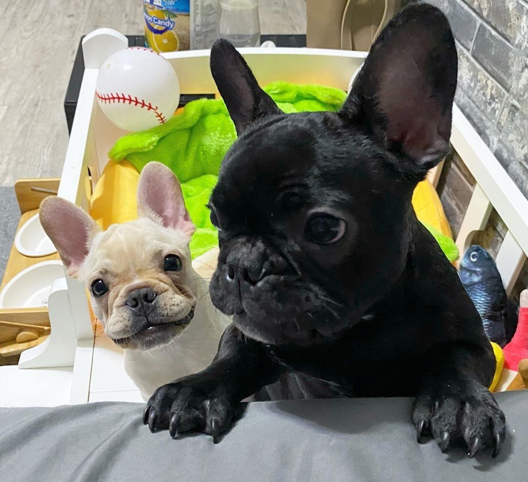 Männliche und weibliche Französische Bulldoggenwelpen zur Neuvermittlung.00