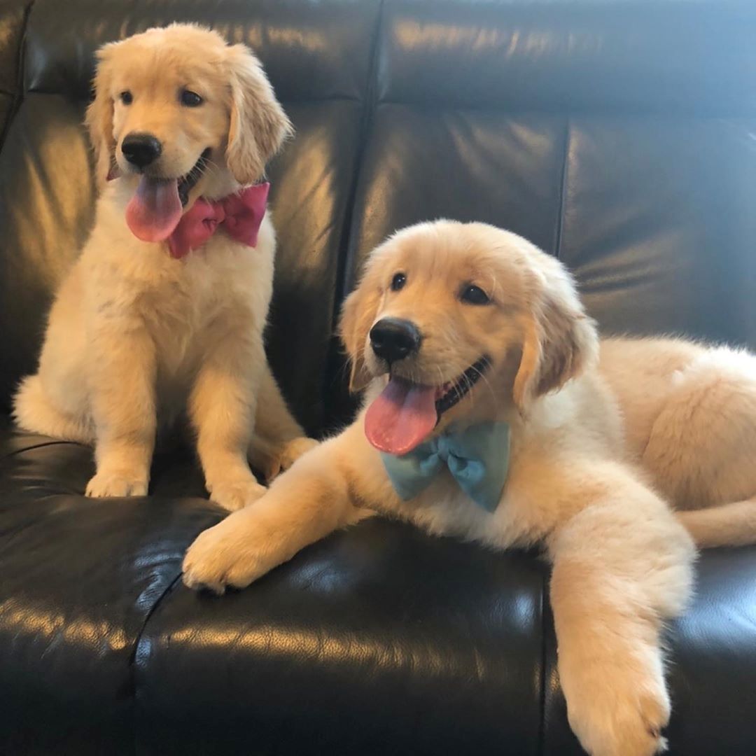 Entzückende Golden Retriever-Welpen zur Adoption..