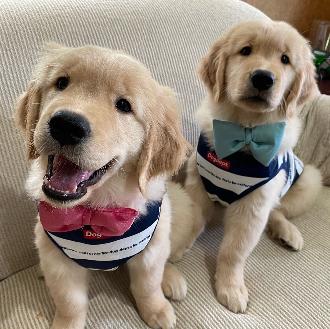 Entzückende Golden Retriever-Welpen zur Adoption...