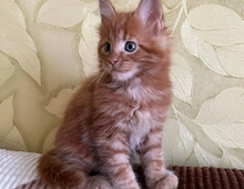 Maine Coon Kätzchen