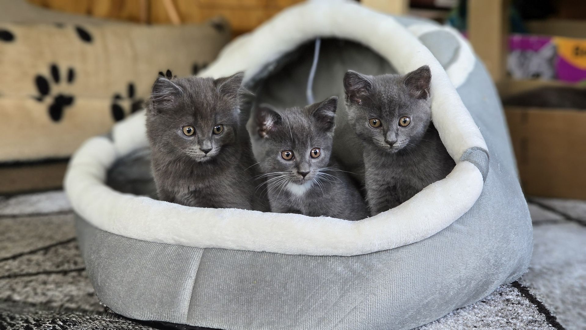 Bkh/Maine-Coone Kitten