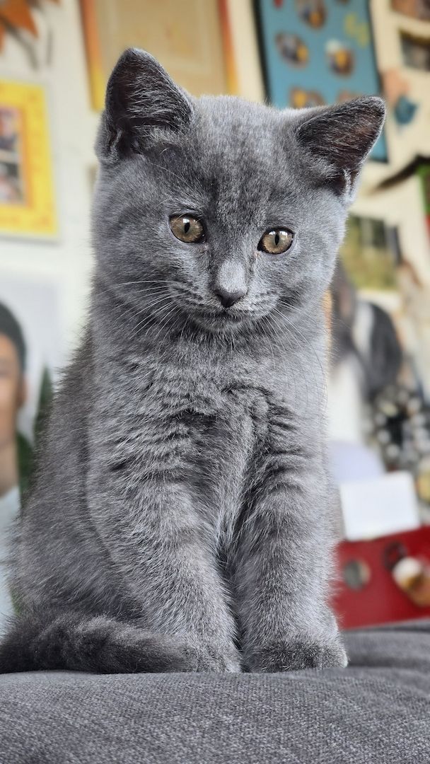 Bkh/Maine-Coone Kitten