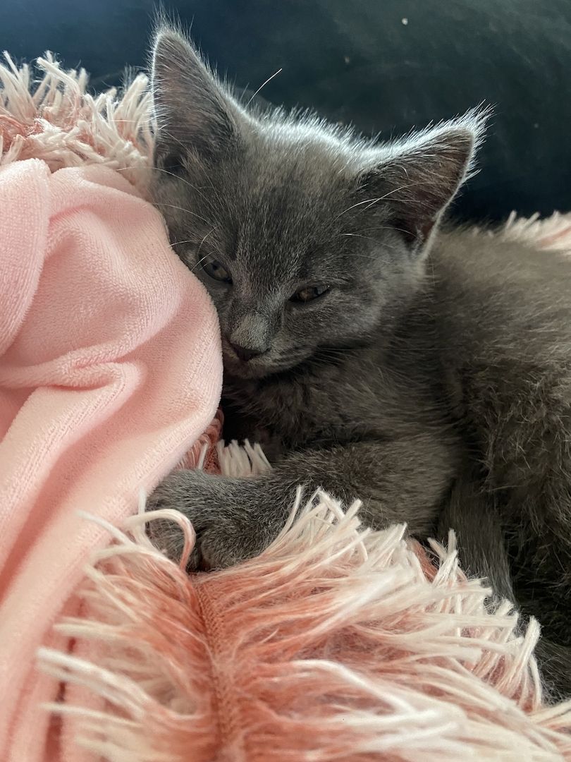 Bkh/Maine-Coone Kitten