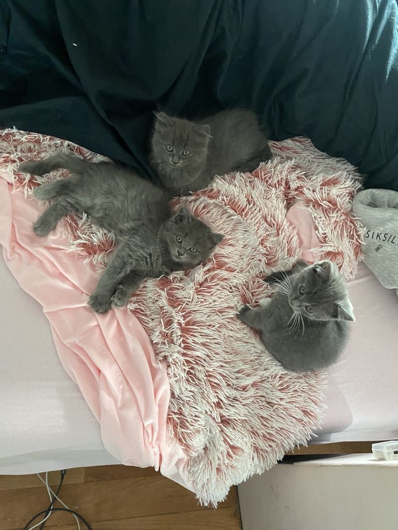 Bkh/Maine-Coone Kitten