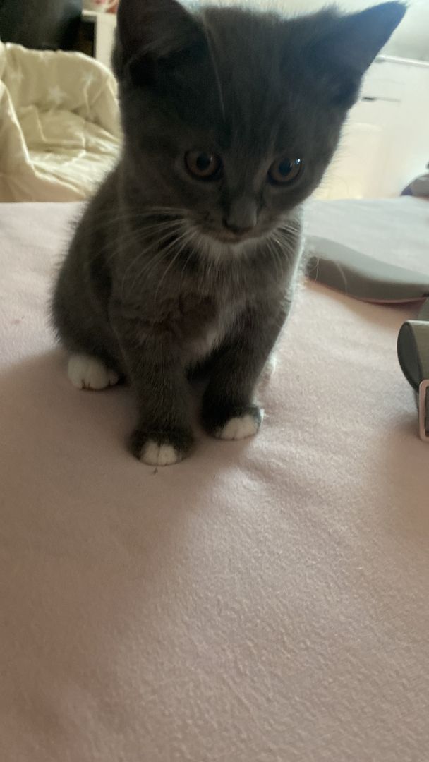 Bkh/Maine-Coone Kitten