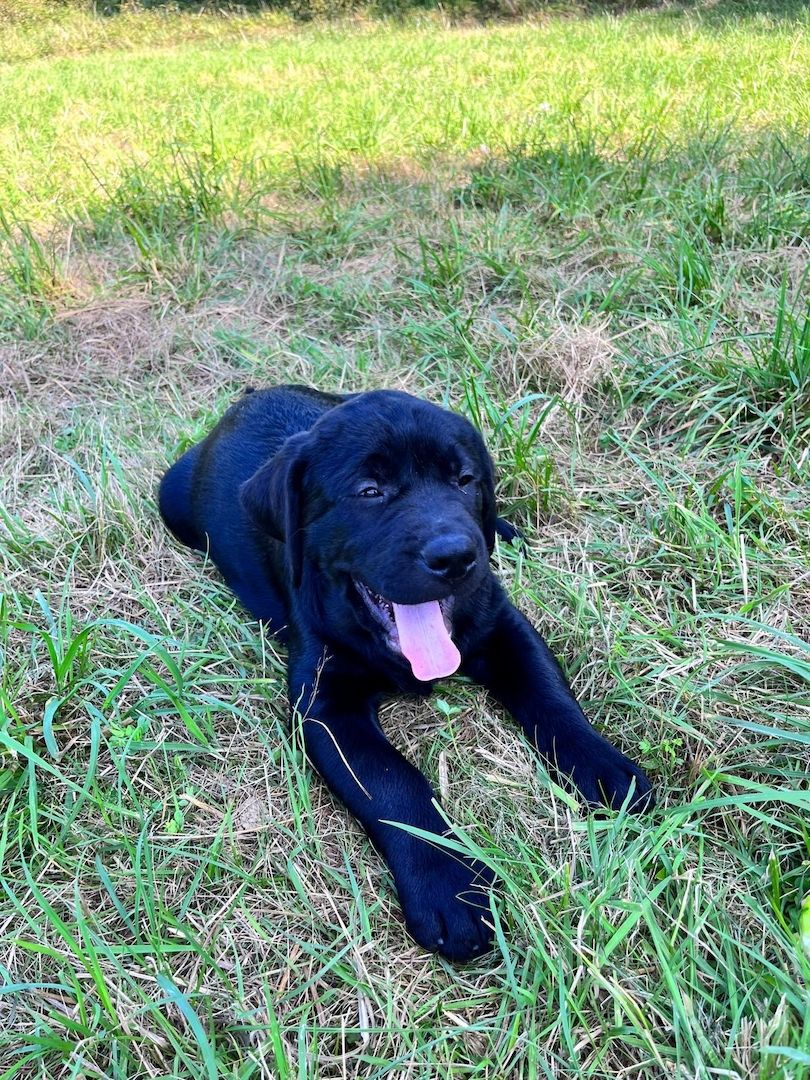 Labrador Welpen Labrador Welpen