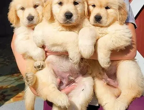 Golden Retriever !!