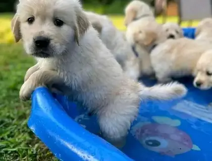 Entzückende Golden Retriever-Welpen zur Adoption.. xvxvx