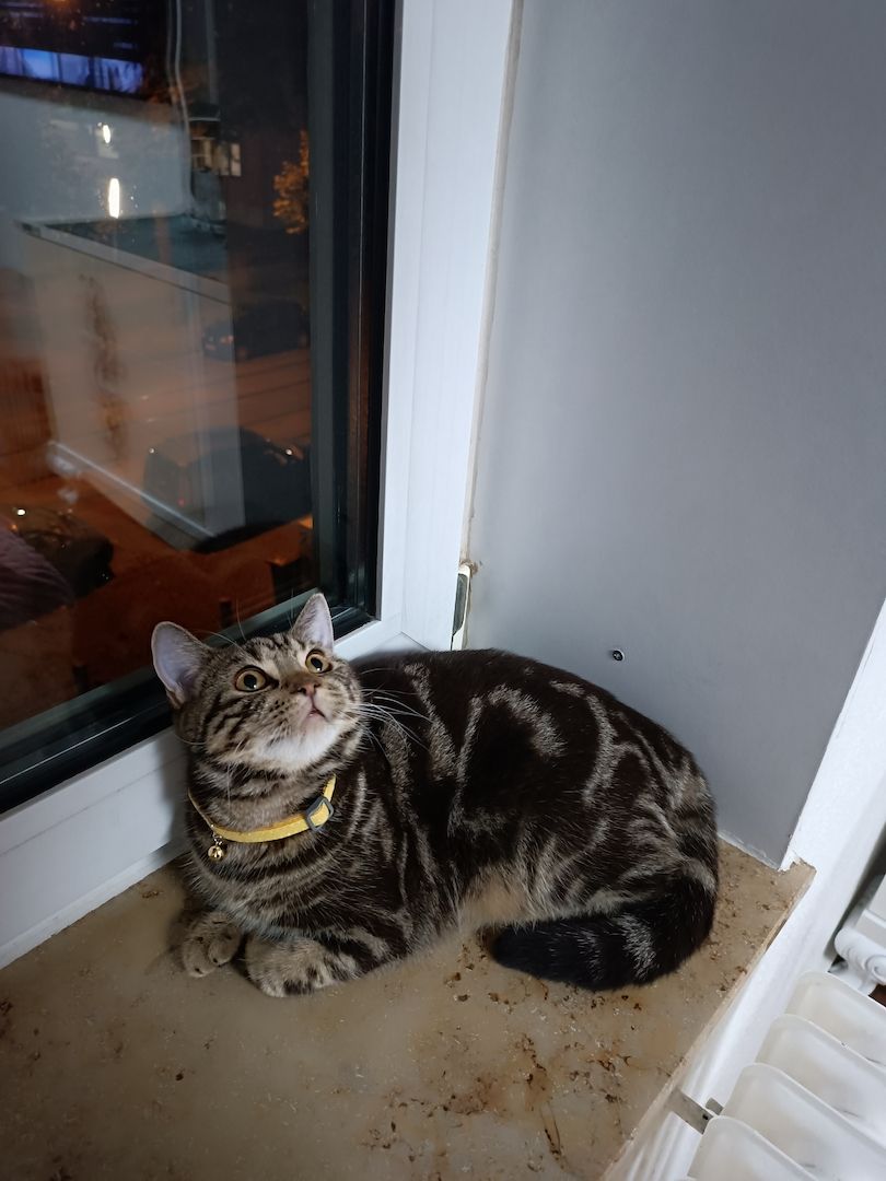 Bkh Silver tabby classic