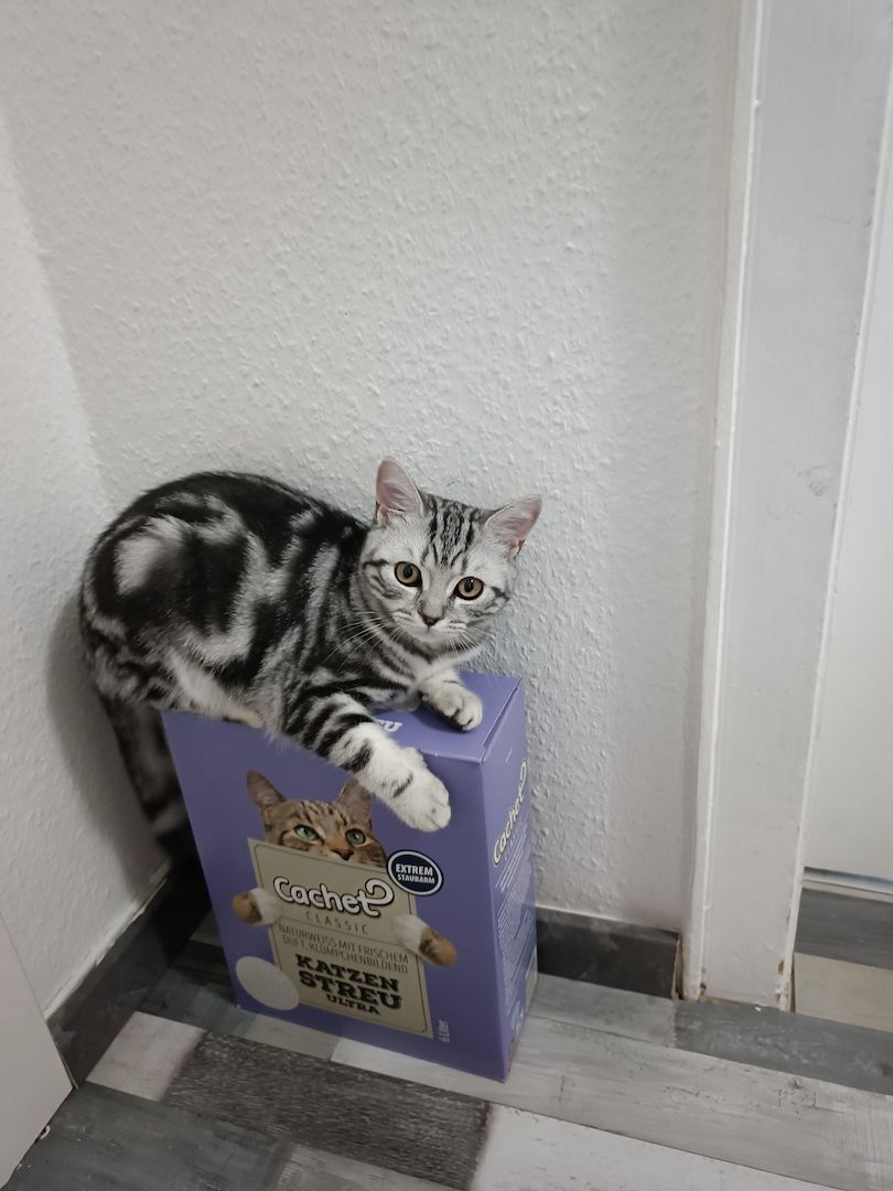 Bkh Silver tabby classic