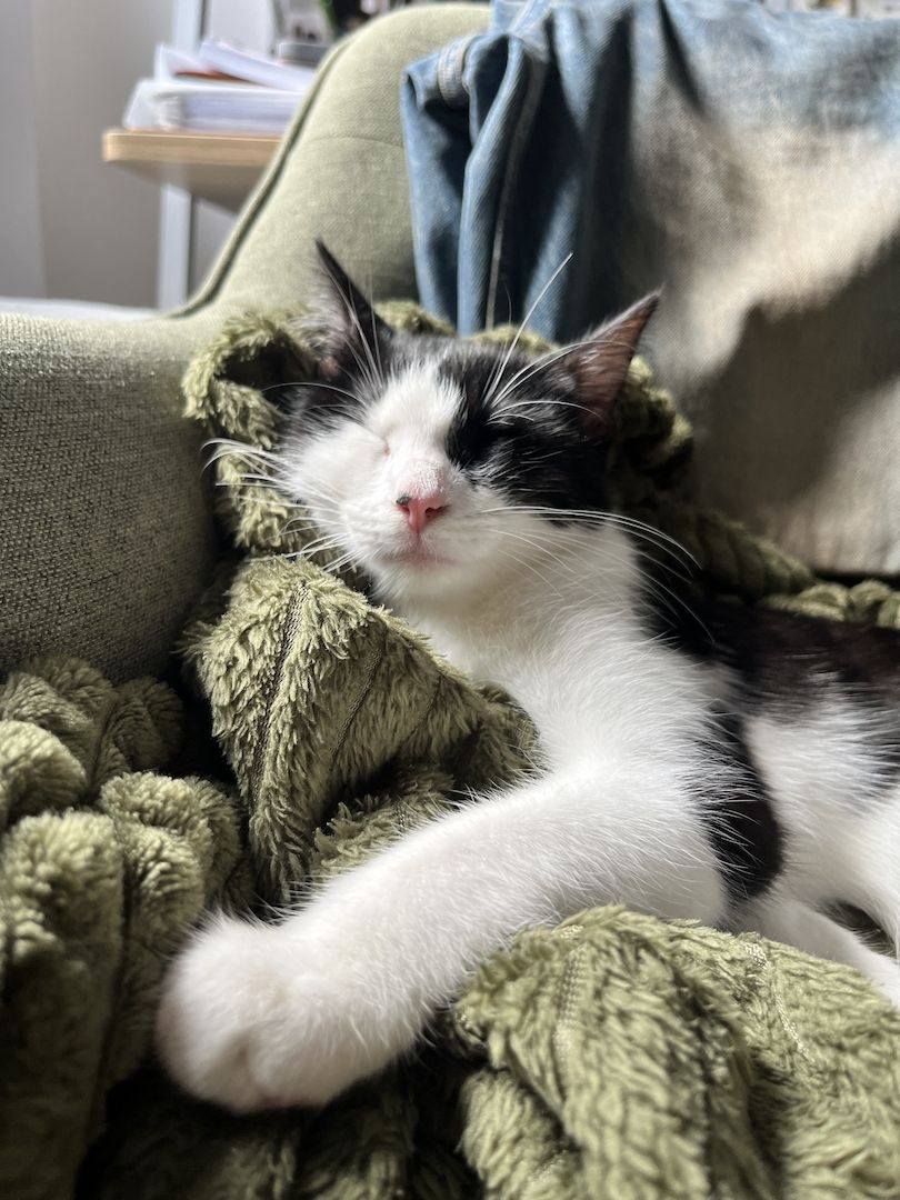 Hauskatze sucht dringend ein neues Zuhause