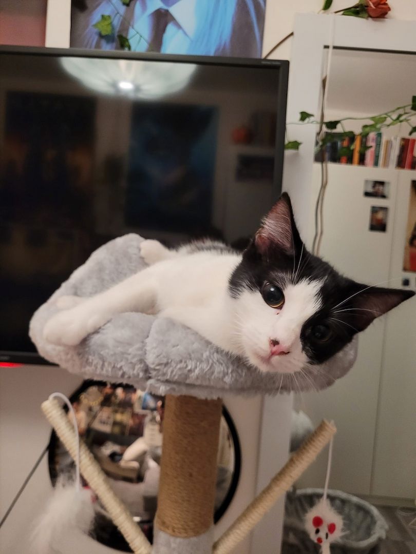 Hauskatze sucht dringend ein neues Zuhause