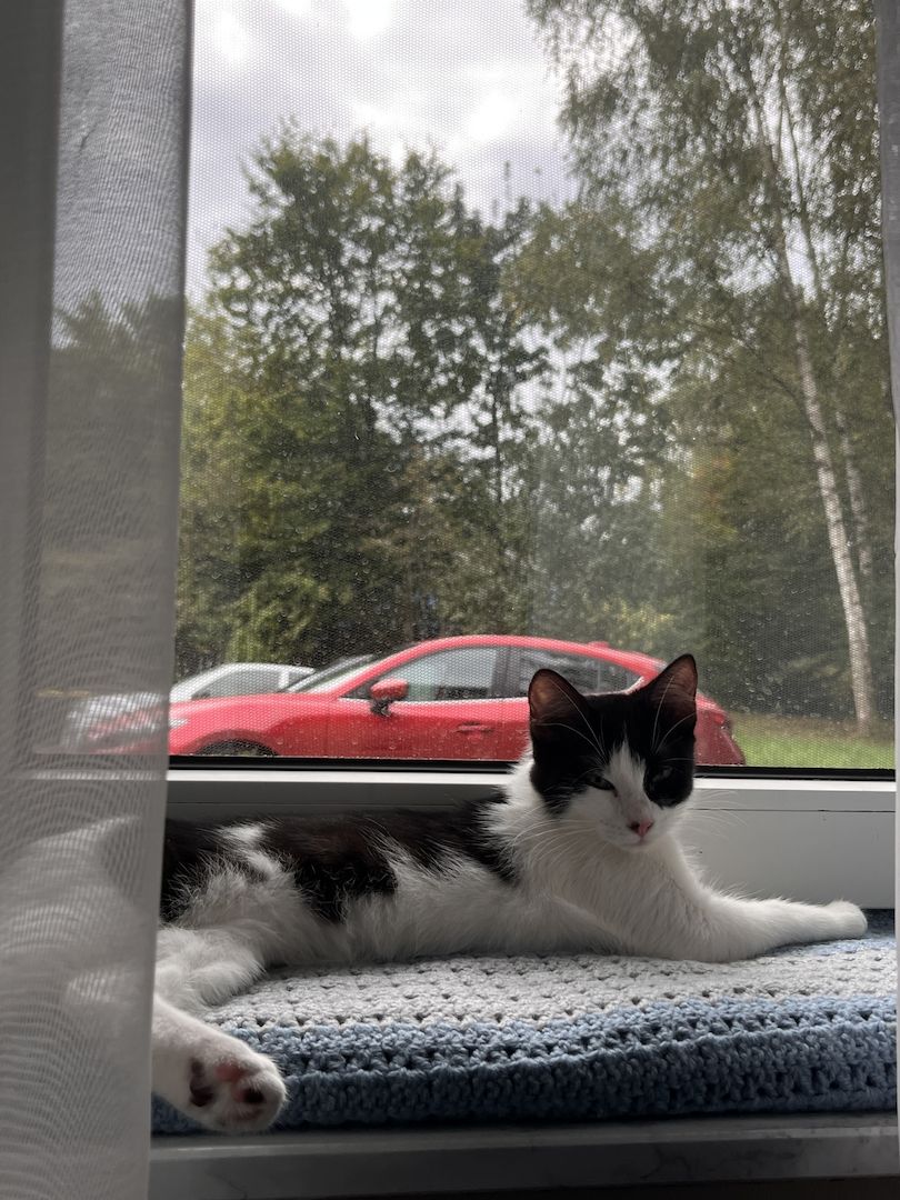 Hauskatze sucht dringend ein neues Zuhause