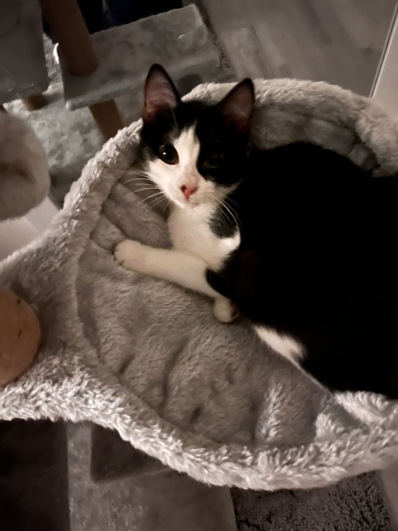 Hauskatze sucht dringend ein neues Zuhause