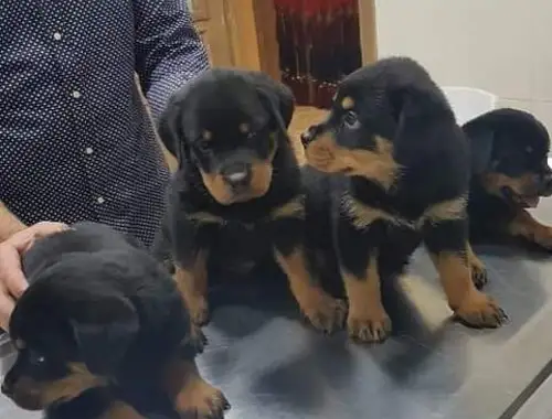 Rottweiler-Welpen aus ADRK/VDH-Leistungszucht ,,