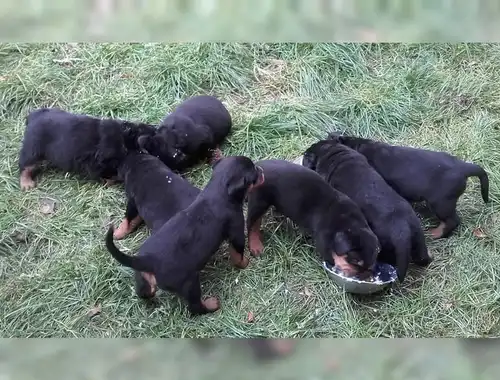 Rottweiler-Welpen aus ADRK/VDH-Leistungszucht ,,