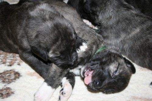 Irish Wolfhound Welpen VDH/FCI/IWC