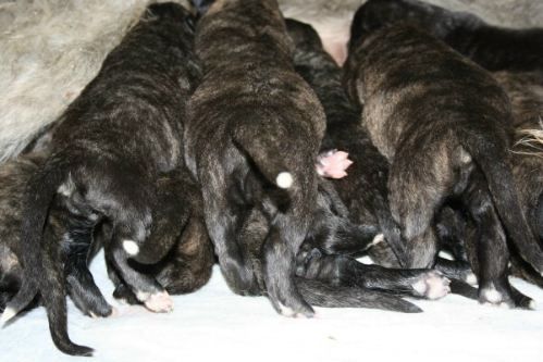 Irish Wolfhound Welpen VDH/FCI/IWC