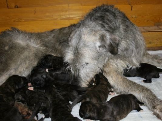 Irish Wolfhound Welpen VDH/FCI/IWC