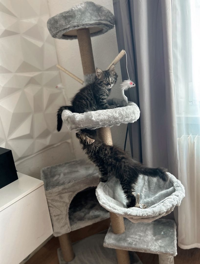 2 Main coon mix kater, mit Zubehör