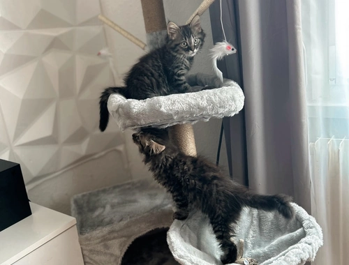 2 Main coon mix kater, mit Zubehör