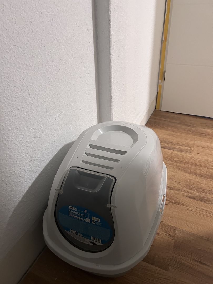 2 Main coon mix kater, mit Zubehör