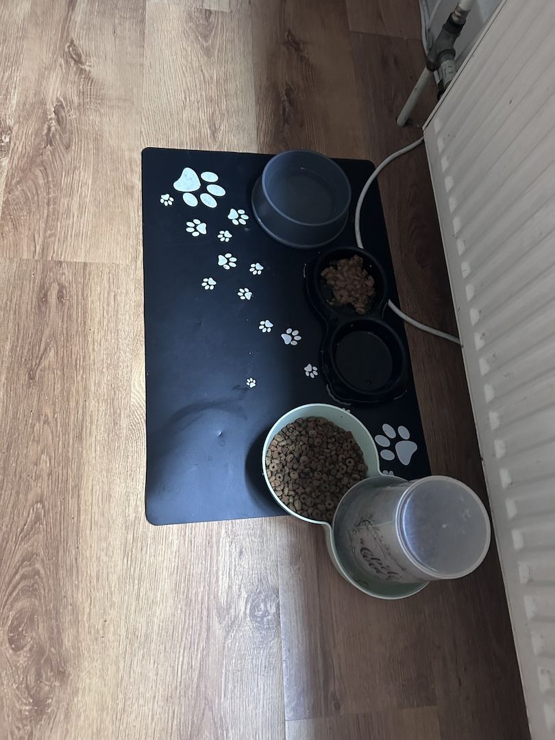 2 Main coon mix kater, mit Zubehör