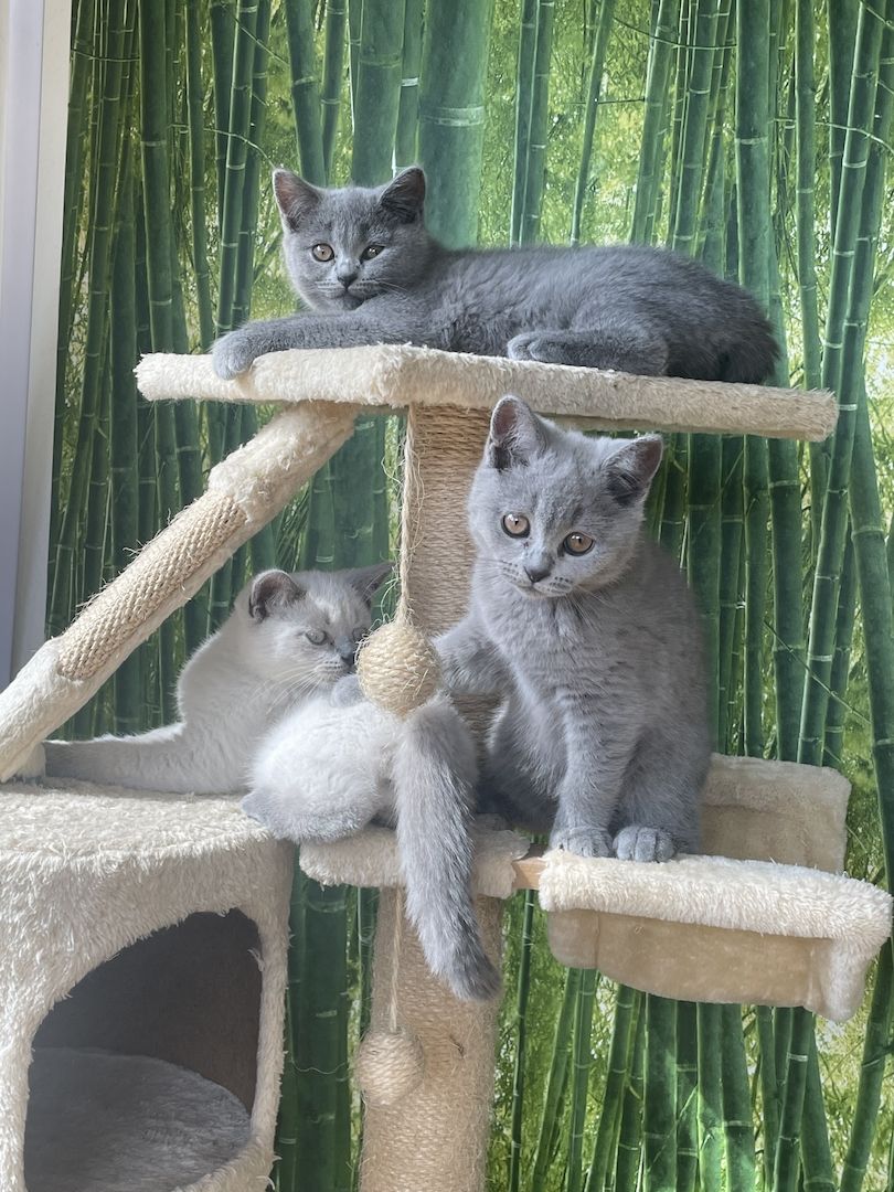 BKH Kitten reinrassig