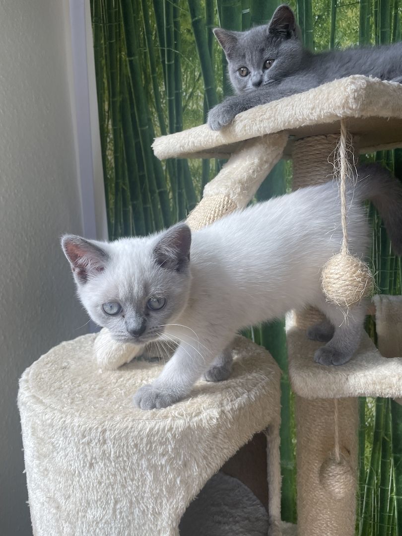 BKH Kitten reinrassig