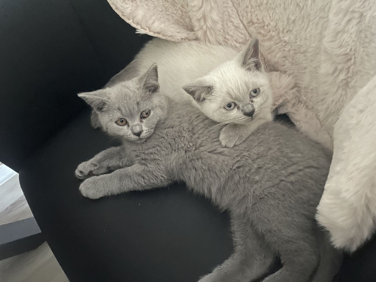 BKH Kitten reinrassig