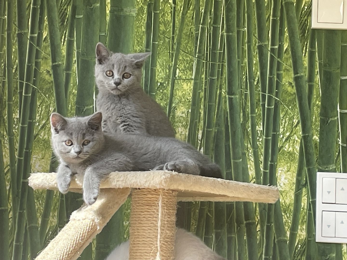 BKH Kitten reinrassig