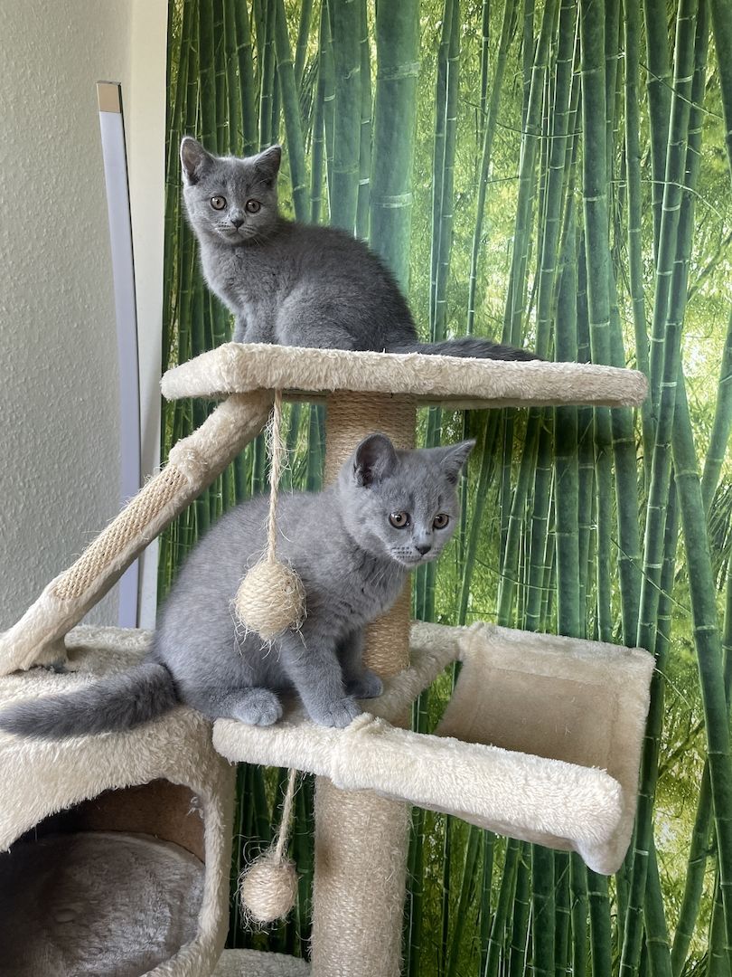 BKH Kitten reinrassig